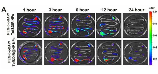 小鼠组织器官的荧光成像示例